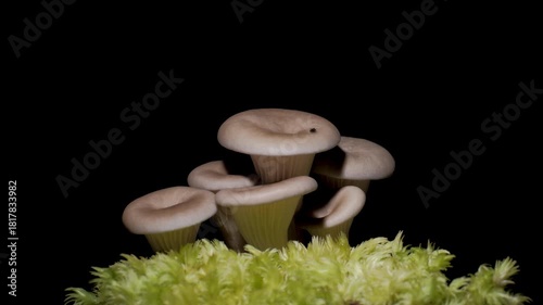 Time-lapse video of mushrooms growing rapidly from the ground in moist forest soil.