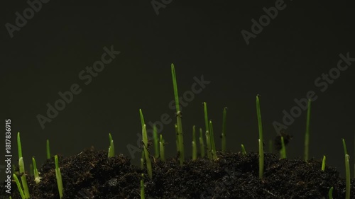 Young wheat plant sprouting from the ground in natural light, representing hope and renewal.