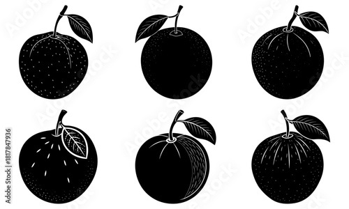 Elegant citrus fruit line art illustration, perfect for modern branding and packaging designs, clean aesthetic, simple and stylish, botanical elegance