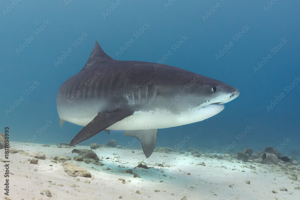 Fototapeta premium Tiger Shark Maldives