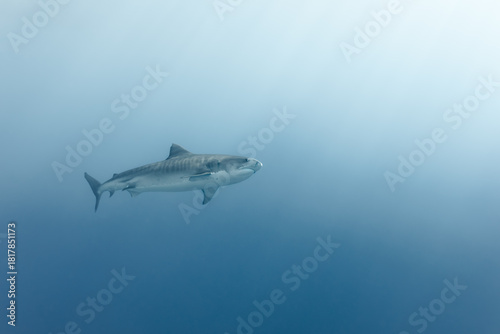 Wallpaper Mural Tiger Shark Underwater Maldives Torontodigital.ca