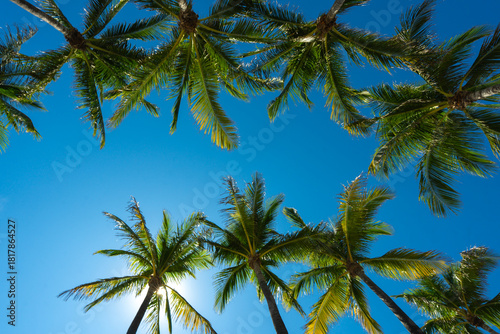 Wallpaper Mural Tropical background. Green tropical palm texture. Palms leaf pattern. Nature tropical background. Summer background. Palm tree on blue sky. Tropical paradise. Exotic palm background. Jungle green. Torontodigital.ca
