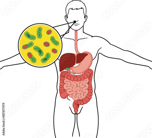 Human digestive system diagram with bacteria magnification, medical anatomy illustration showing organs, microbiology infection concept, educational health science graphic