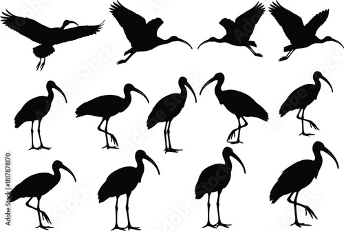 Ibis bird silhouette collection, flying and standing wading bird shapes, wildlife vector illustration set for nature design, decoration and artwork