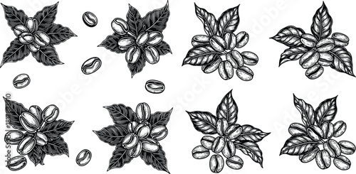 Engraved coffee beans on leafy branches depicting the natural stages of arabica plant growth for cafe branding