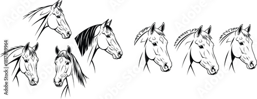 A collection of detailed horse head profiles and frontal views in elegant line art style for equestrian themes