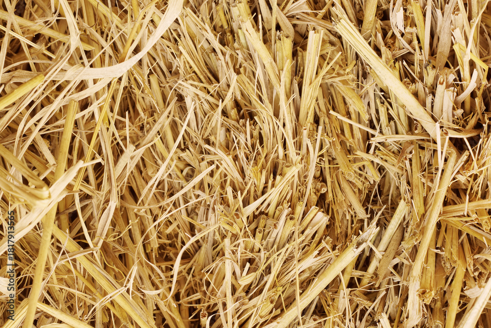 Obraz premium Dry straw texture for background and design art work, bales of cereal straw for cow and horse.