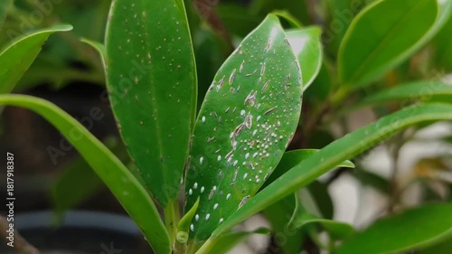 mealybugs on plant leaves. Mealybugs attack plants when the environment is high in humidity	