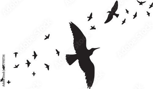 Flock of black birds flying in silhouette against white