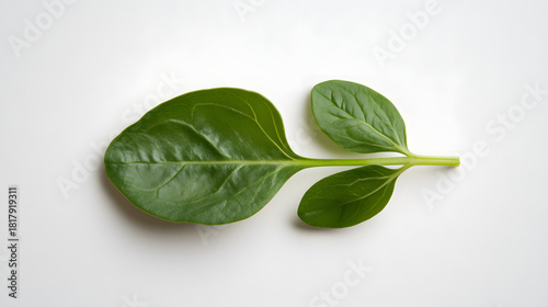 Vibrant Green Spinach Leaves With Prominent Veins Lying Flat On A Bright Transparent Background