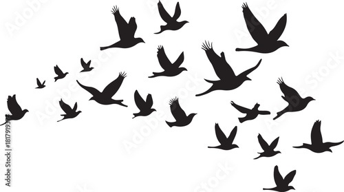 Flock of black birds flying in silhouette vector