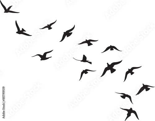 Flock of black birds flying in silhouette vector