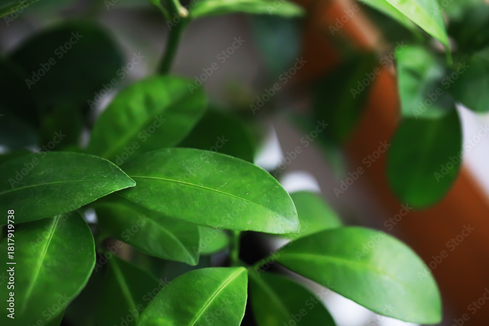 Obraz premium Vibrant Green Leaves of Indoor Plant in Natural Light for Fresh Decor Inspiration