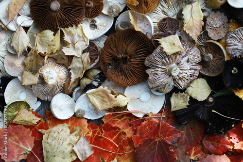 Quadro su tela Autumn Foray: Varied Mushrooms and Colorful Leaves Creating a Rich Forest Floor