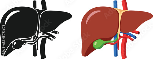Human liver illustration showing internal structure in color and monochrome views