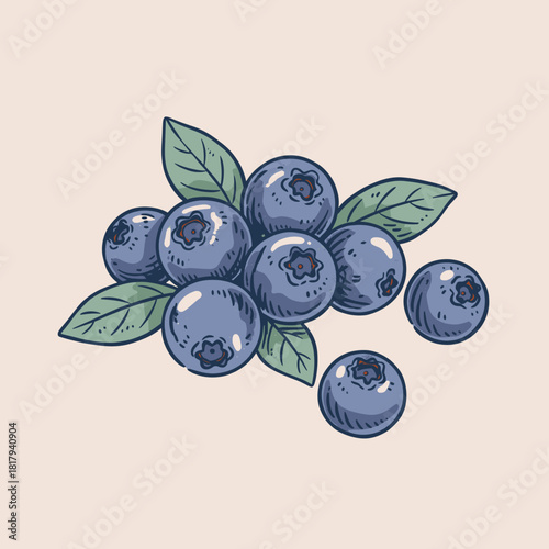 Hand drawn blueberries cluster.Vintage style berry illustration.Fresh organic berry sketch.Sweet blueberry vector graphic.Natural engraved fruit desig