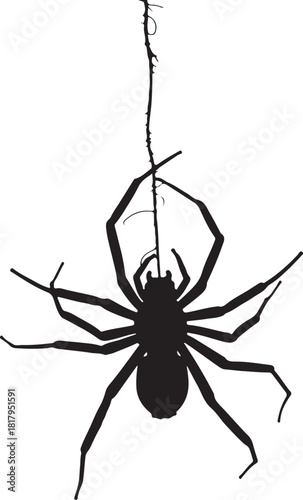 Black silhouette of a spider hanging from a thread