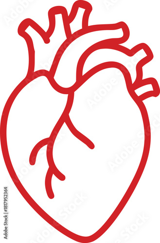 a vector illustration of a human heart. Red outline or line art vector