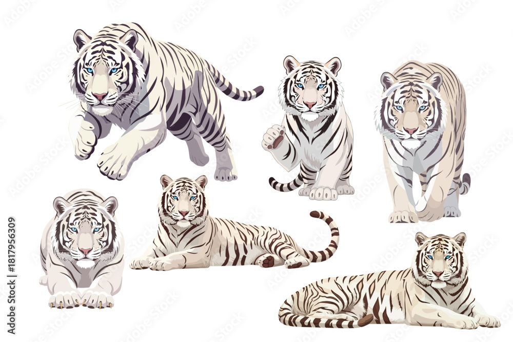Naklejka premium White Siberian Tiger with Ice Blue Eyes Multi Pose Collection Flat Vector Illustration with Detailed Fur on White Background