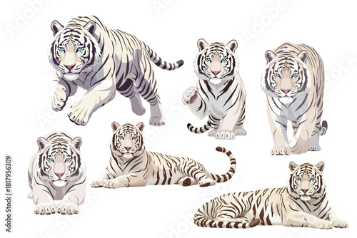 White Siberian Tiger with Ice Blue Eyes Multi Pose Collection Flat Vector Illustration with Detailed Fur on White Background