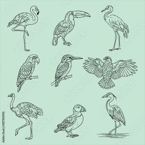 Collection of diverse bird species line art