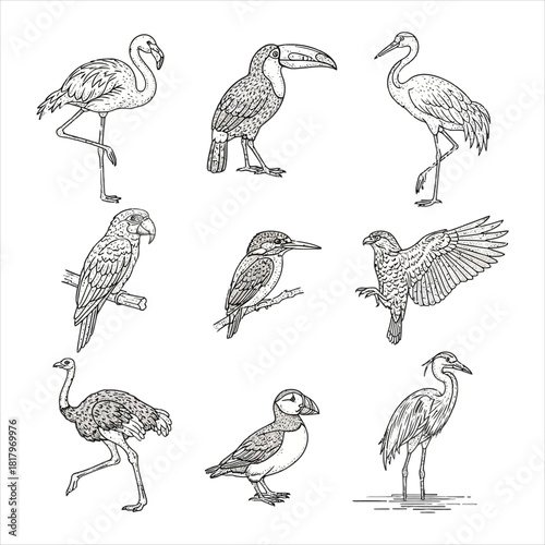 Vintage bird sketch set hand drawn vector