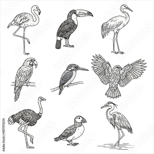 Diverse wild bird sketches in vintage style
