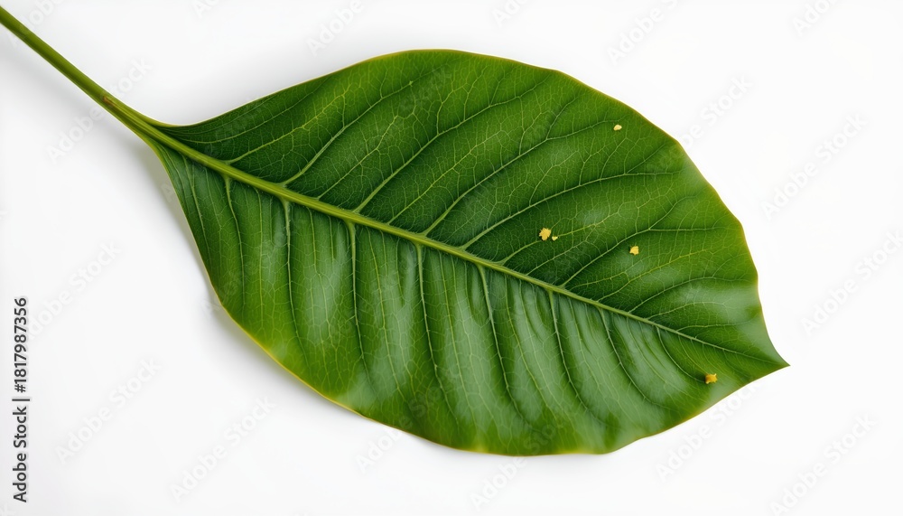 Fototapeta premium An isolated leaf with visible veins and structure, lying against a white background.