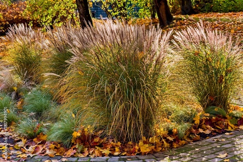 Autumn ornamental grasses glowing in warm sunlight with fallen leaves on the ground. Natural seasonal garden scene.