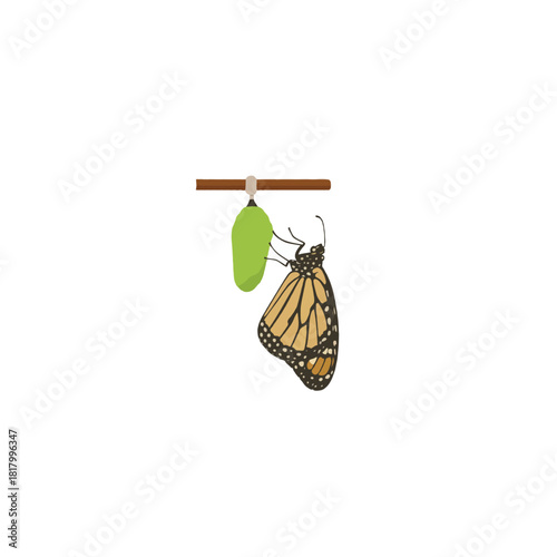 Monarch butterfly emerging from chrysalis: A captivating transformation of life cycle and nature's