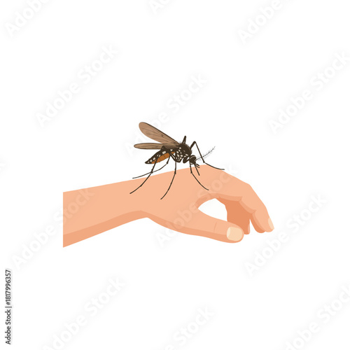 Mosquito bites human hand represents global health risks related to disease transmission vector