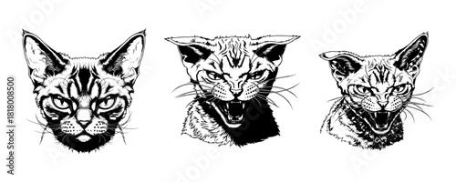 Set of Devon Rex or Cornish Rex Cat Head Illustrations in Engraving Style