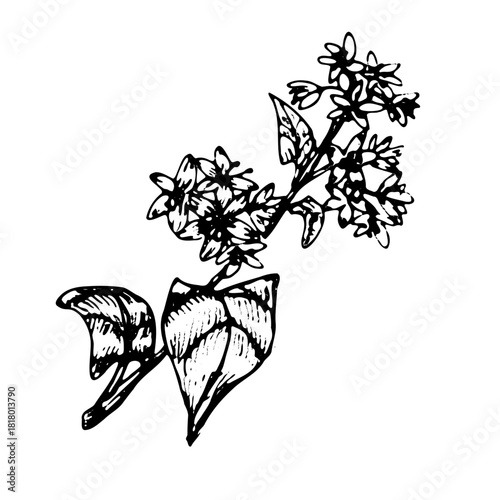 Buckwheat branch sketch in vintage linear style. Hand drawn vector illustration for cosmetic and medical background. Buckwheat branch with flowers isolated.