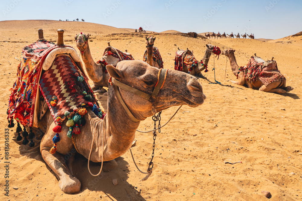 Εκτύπωση καμβά camels in the desert