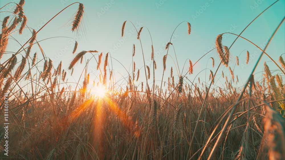 Obraz premium A breathtaking scene of a golden sunset illuminating a tranquil wheat field at dusk