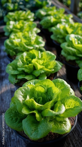 Fresh Lettuce Plants Grow in Pots at a Community Garden in Spring Sunlight