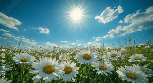 Bright Sunny Day With Blooming Daisies in a Green Field Under a Blue Sky