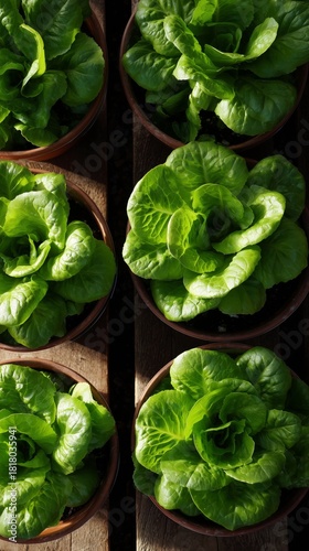 Fresh Green Lettuce Growing Indoors in Pots on a Wooden Surface