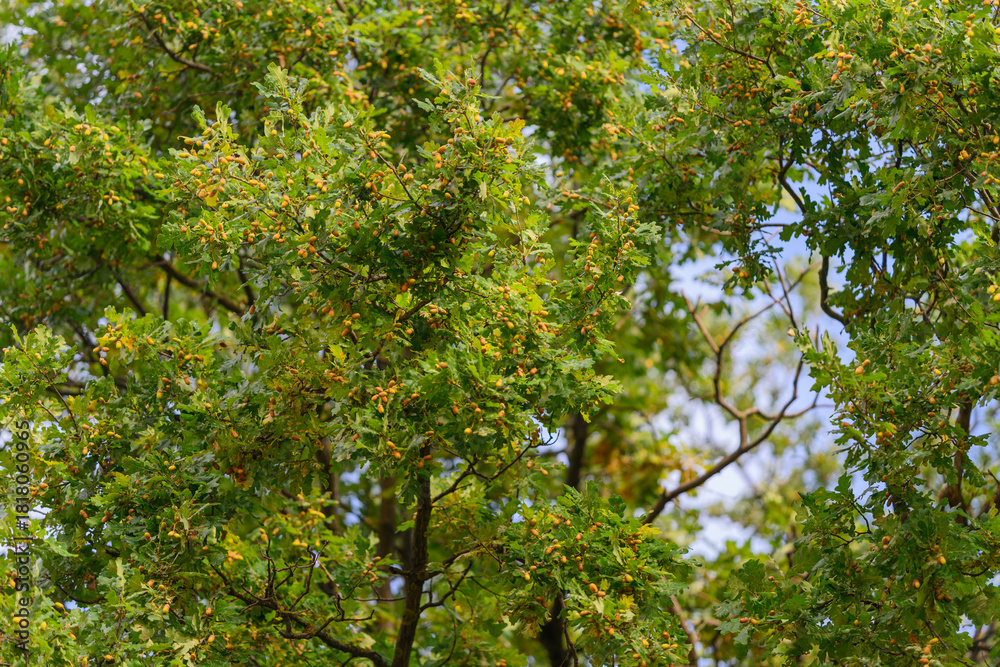 Fototapeta premium Lush Green Tree Foliage Filled with Vibrant Small Fruits Under the Bright Sunlight