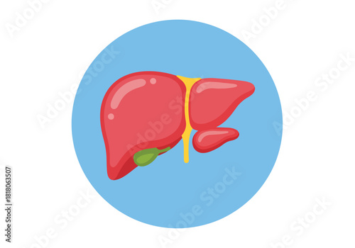 Simple flat color human liver icon for medical and health concepts - Flat Vector Illustration, icon. Editable stroke. Colored vector illustration