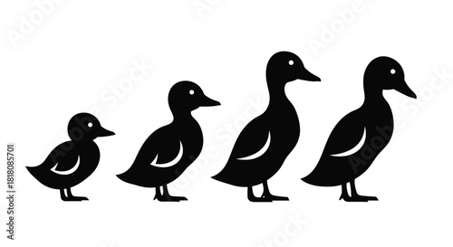 Ducklings growing stages vector illustration animal silhouette