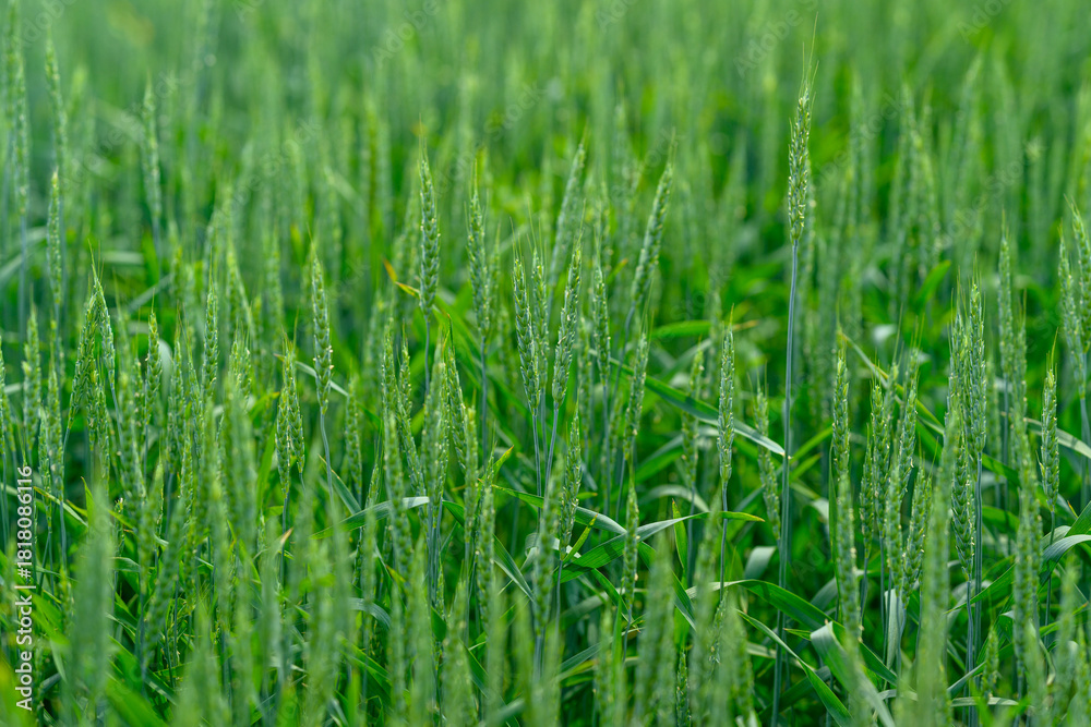 Fototapeta premium A Beautiful Lush Green Wheat Field Bathed in Natural Light and Surrounded by Nature