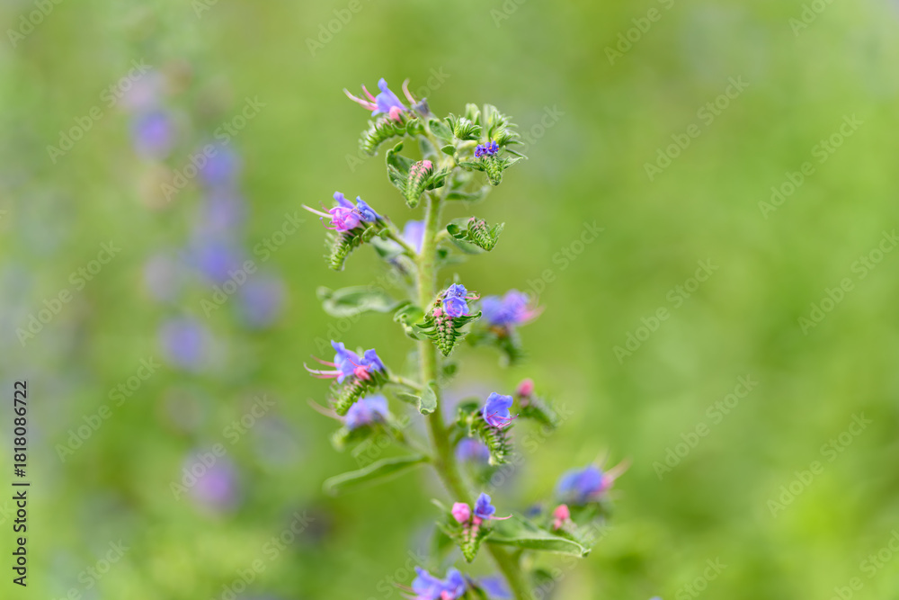 Obraz premium Discover the vibrant and beautiful purple wildflowers flourishing in natures embrace