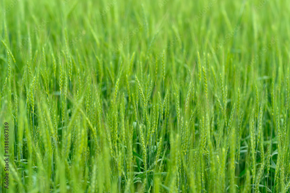 Obraz premium A Lush Green Grass Field Surrounded by Vibrant Nature, Presenting a Stunning View