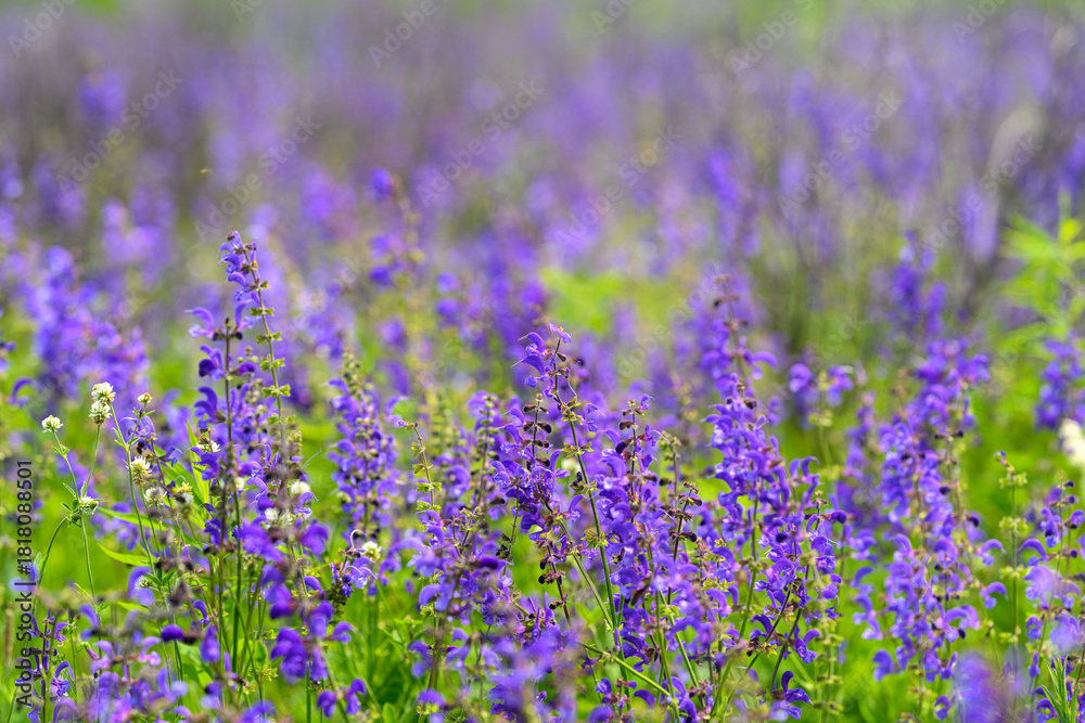 Naklejka premium Vibrant, Colorful Purple Wildflowers are Blooming Beautifully in Natures Stunning Canvas