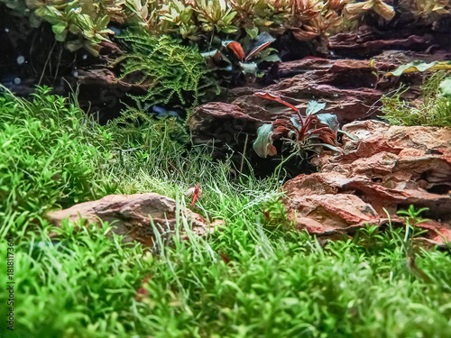 Water plants in fish tank