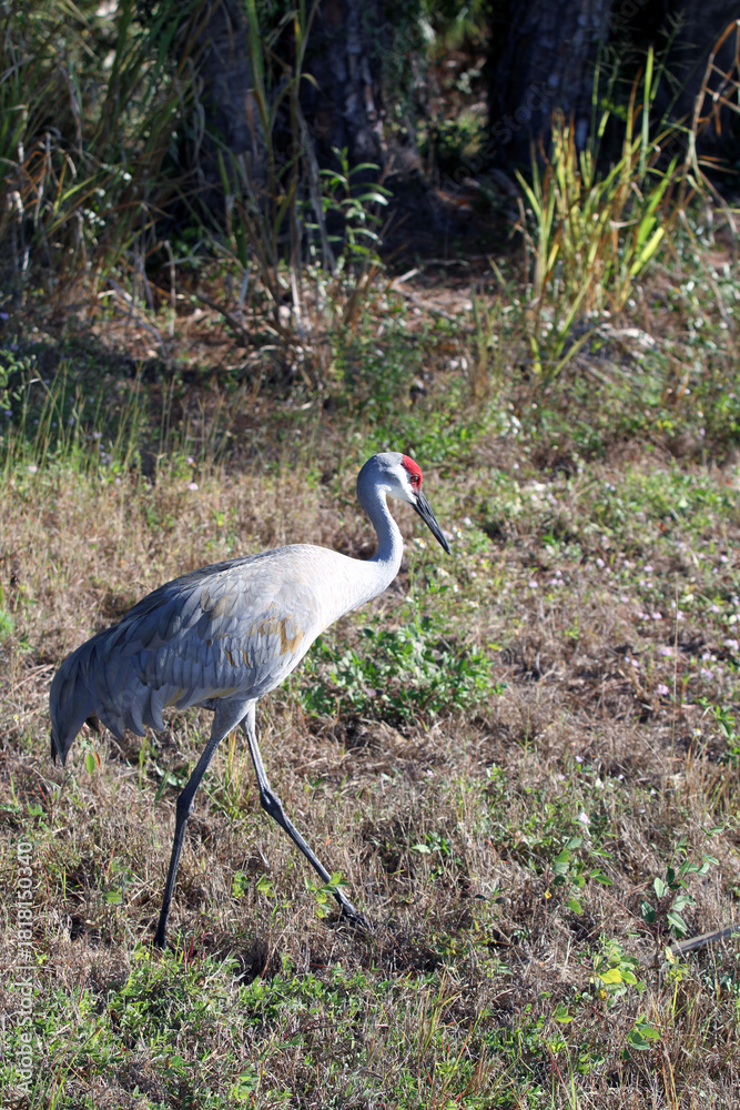 Fototapeta premium Sandhill Crane in Field with Tree Background, Right-Facing, Side Profile