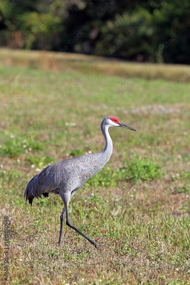 Fototapeta premium Sandhill Crane in Field, Right-Facing, Side Profile