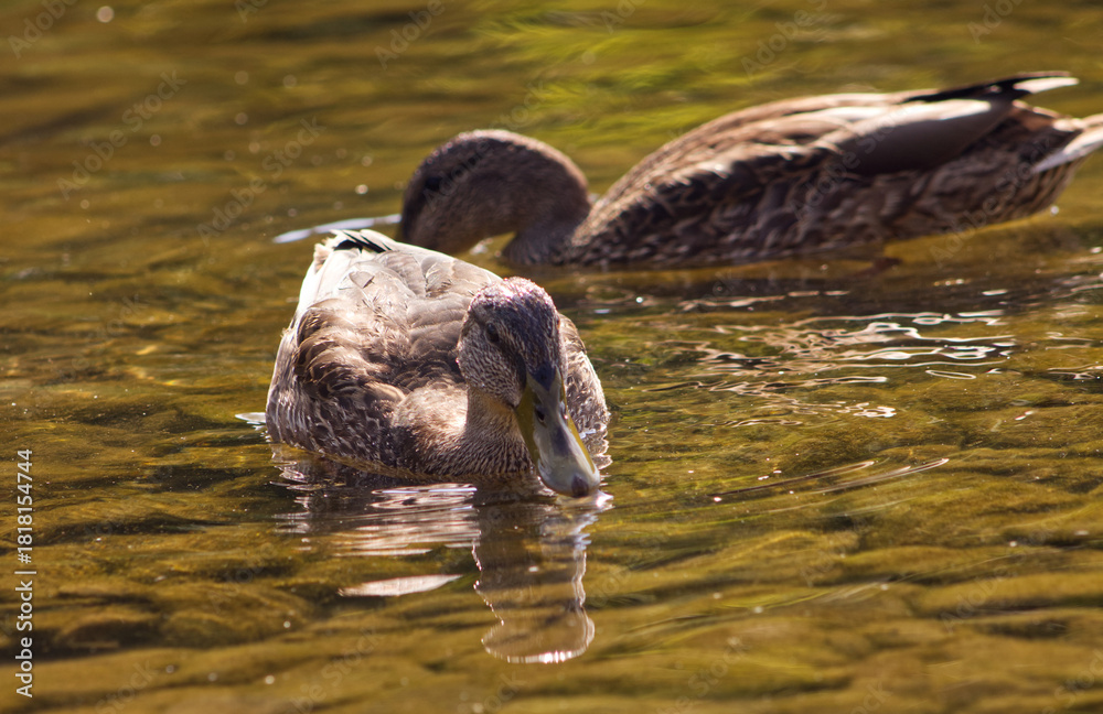 Φωτογραφία Detail of a pair of ducks floating on the water surface of the river