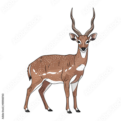 Illustration of a male nyala antelope with long, spiraled horns
